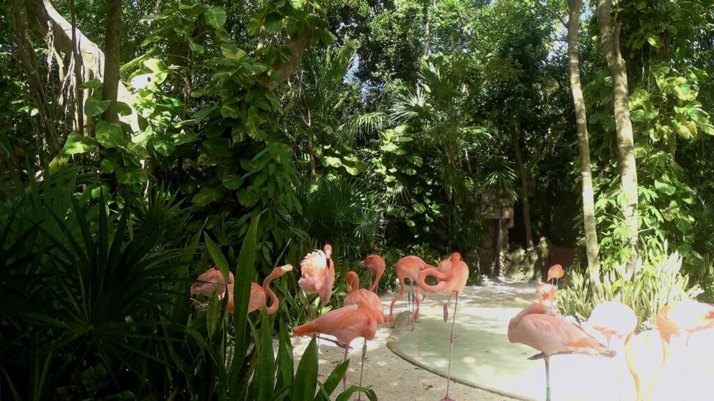 Фламинго Xcaret животные парк Шкарет